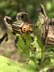 Leptinotarsa decemlineata