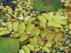 Salvinia natans