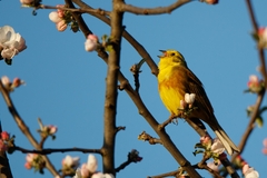 Emberiza citrinella