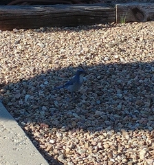 Aphelocoma woodhouseii