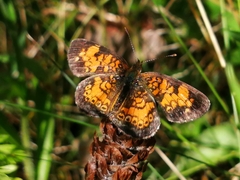 Phyciodes tharos