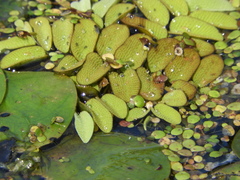 Salvinia natans