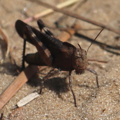 Arphia xanthoptera
