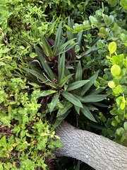 Tradescantia spathacea