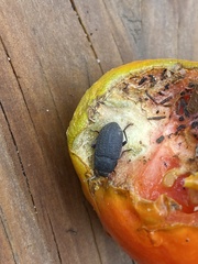Asiopus minimus