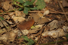 Cissia phronius