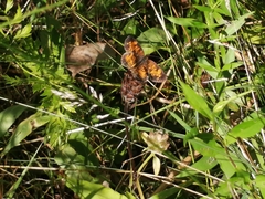 Phyciodes tharos