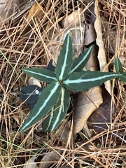 Chimaphila maculata