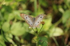 Anartia jatrophae