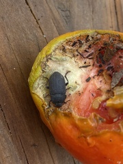 Asiopus minimus