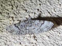 Eupithecia ornata