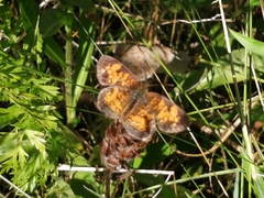 Phyciodes tharos