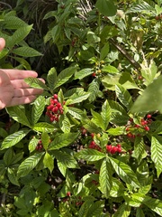 Psychotria nervosa