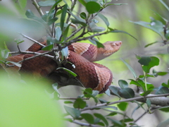Agkistrodon laticinctus