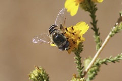 Eristalis hirta