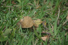 Eurema elathea