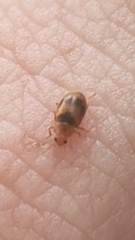 Coccidula scutellata