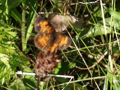 Phyciodes tharos