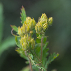 Potentilla longifolia