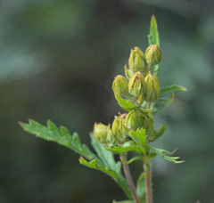Potentilla longifolia