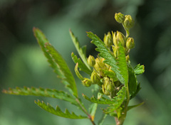 Potentilla longifolia
