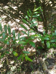 Annona haitiensis