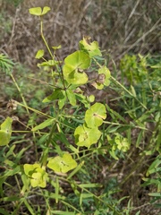 Esula