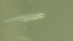 Leucaspius delineatus