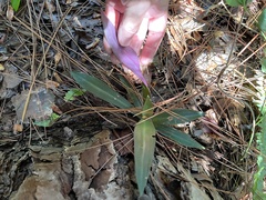Tradescantia spathacea