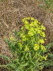 Esula