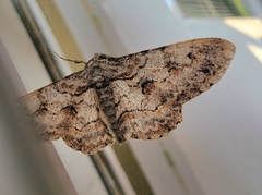 Iridopsis defectaria