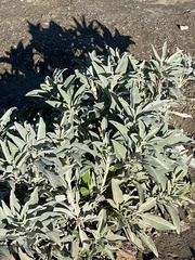Salvia apiana