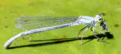 Ischnura kellicotti