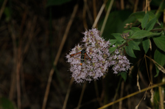 Pyropteron chrysidiforme