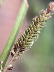 Carex kelloggii