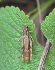 Chorthippus apricarius