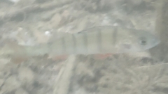 Perca fluviatilis