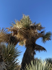 Yucca brevifolia