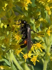 Anoplius semicinctus