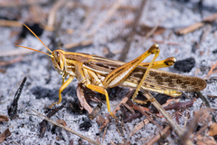Schistocerca americana