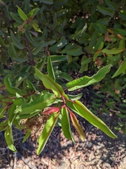 Malosma laurina