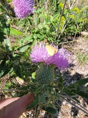 Cirsium flodmanii