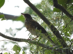 Turdus rufopalliatus