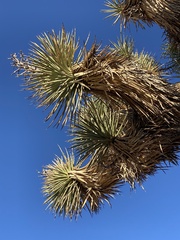 Yucca brevifolia