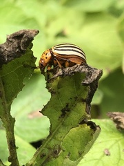 Leptinotarsa decemlineata