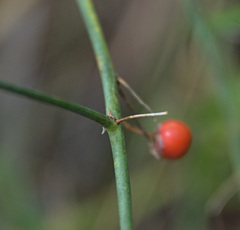 Asparagus