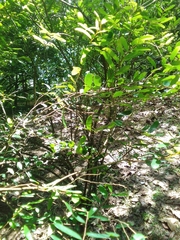 Annona haitiensis
