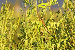 Spiza americana