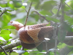 Agkistrodon laticinctus