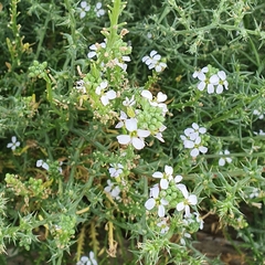 Cakile maritima
